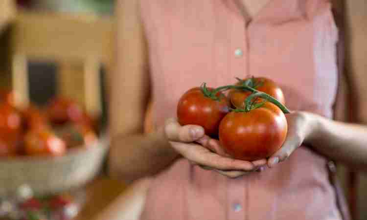Ceará segue como vice-líder na produção de tomate no Nordeste em 2024